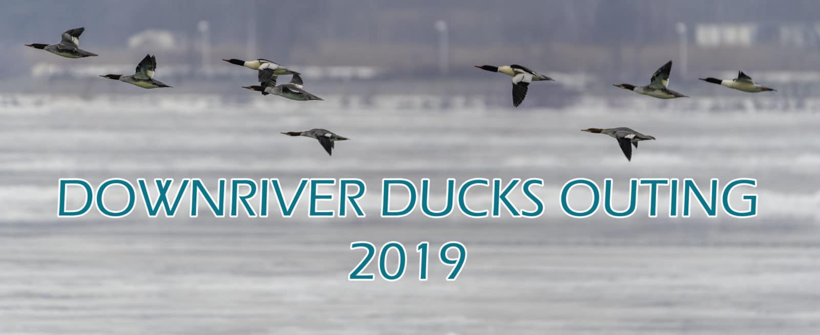 Downriver Ducks 2019