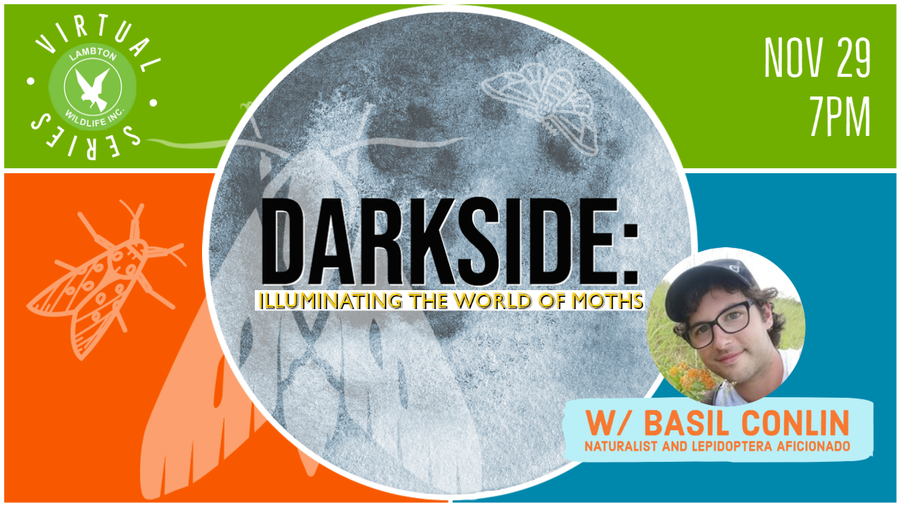 Darkside: Illuminating the World of Moths
