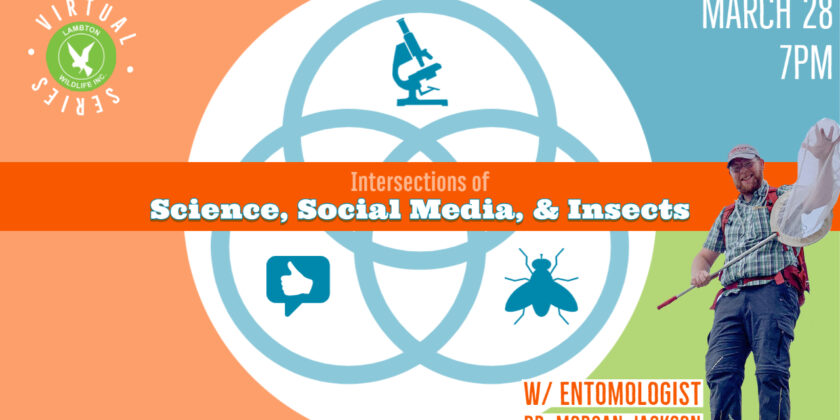 Intersections of Science, Social Media & Insects