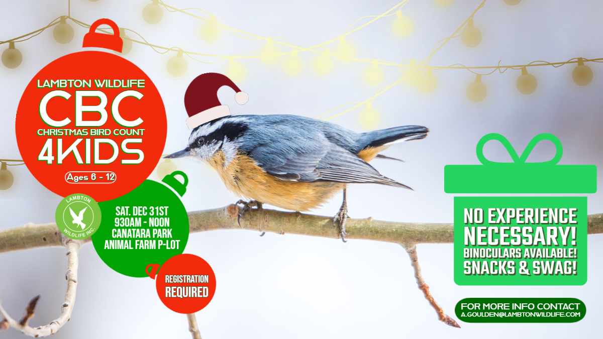 Christmas Bird Count for Kids (CBC4KIDS)